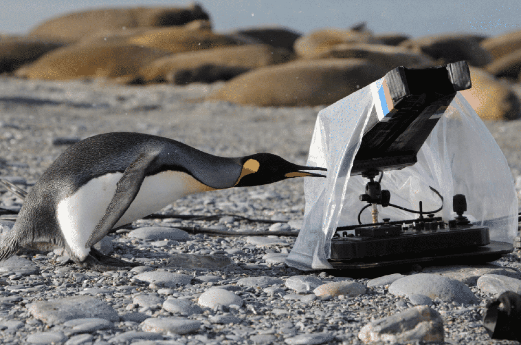 Series y Documentales de Medioambiente